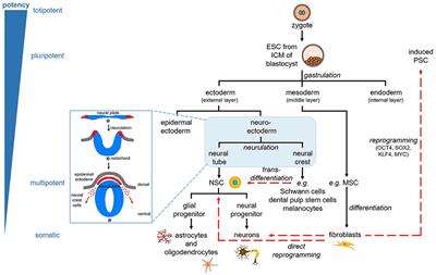 Using Dental Pulp Stem Cells for Stroke Therapy